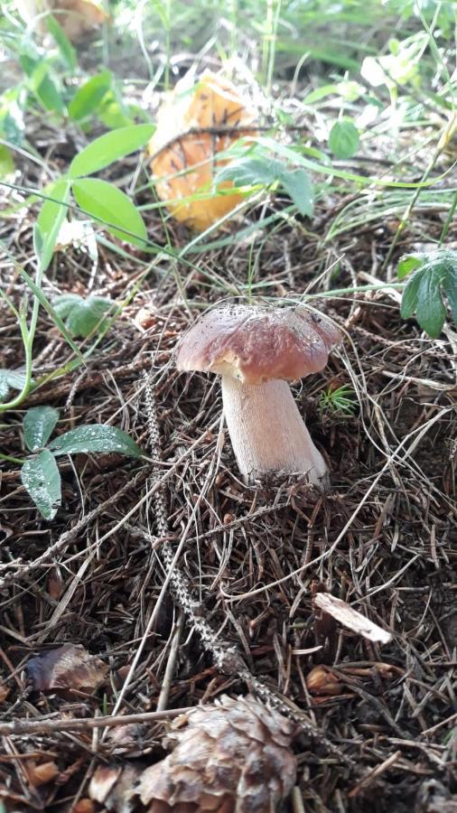 Pensiunea Argela Ngoại thất bức ảnh